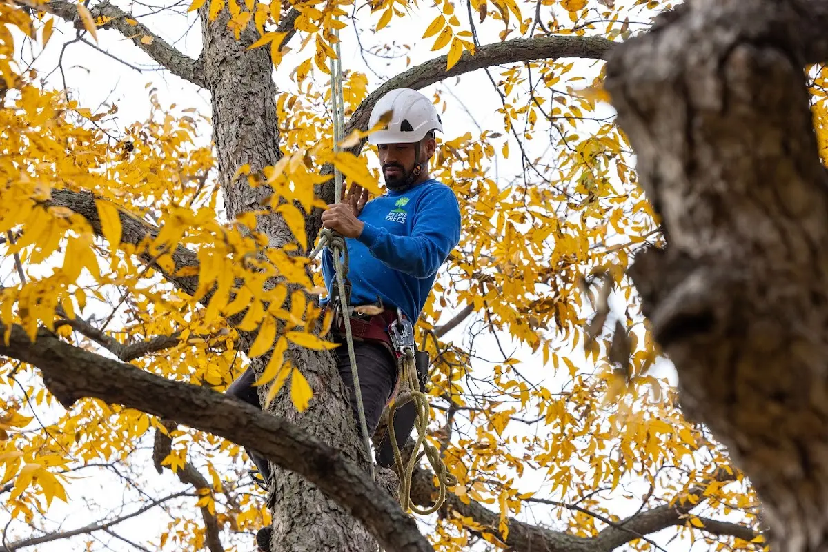 Skilled Emergency Tree Service crew working in Trail